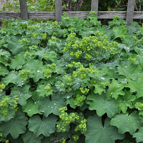 Alchemilla