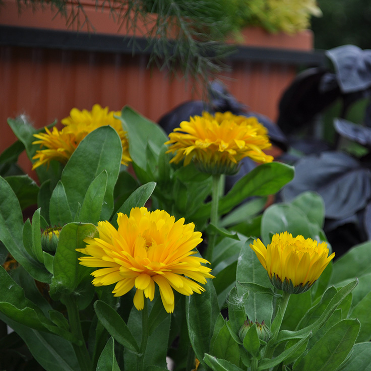 calendula