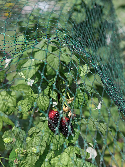 Bird Netting