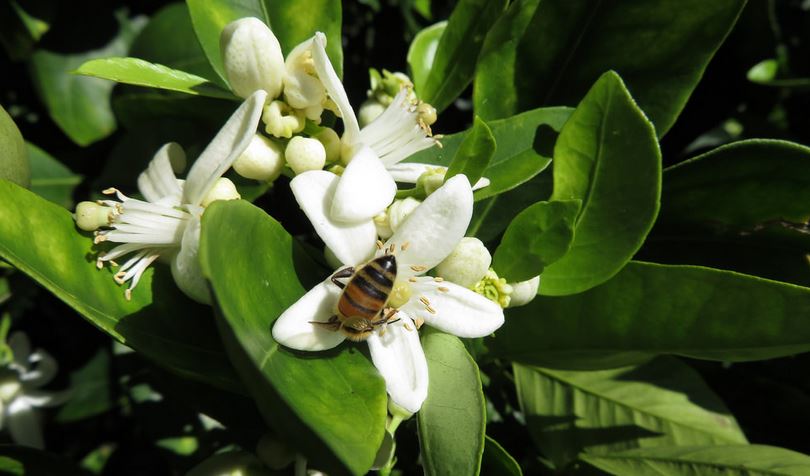 Citrus blossoms