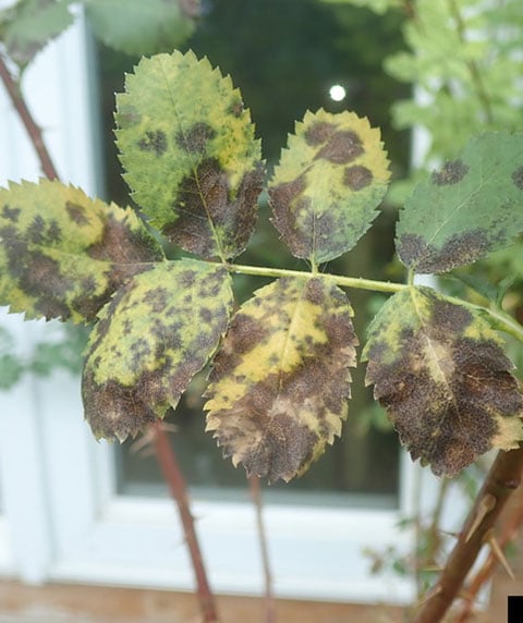 Black spot disease on rose foliage