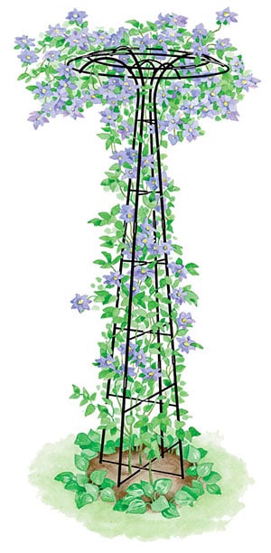 Essex Trellis