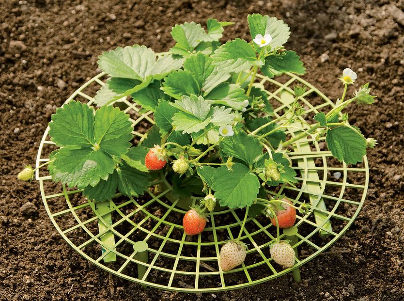 round green plastic grid under a strawberry plant