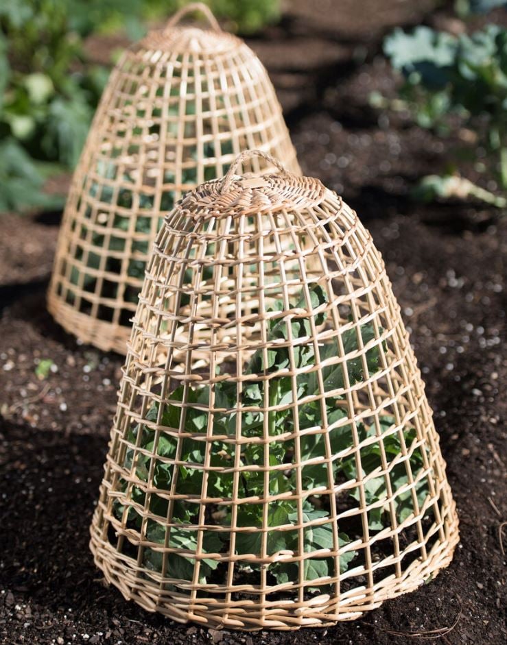 willow garden cloche over a tender seedling