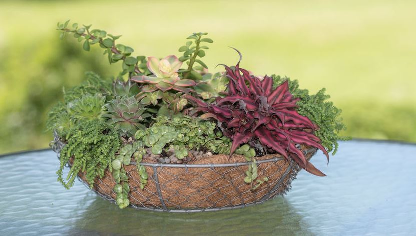 succulents in shallow chicken wire planter basket on a glass patio table