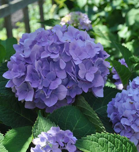 blue hydrangea flowers