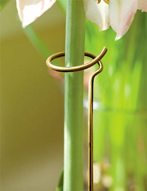 Amaryllis stake