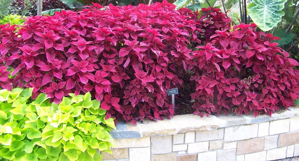 Redhead coleus