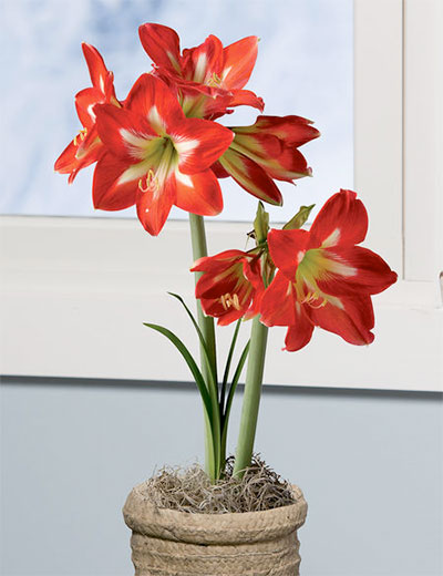 Christmas Star amaryllis 