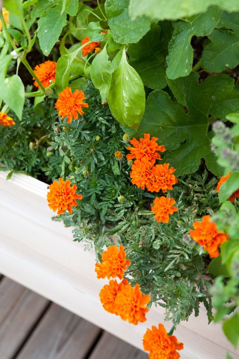 marigolds planted amongst vegetables