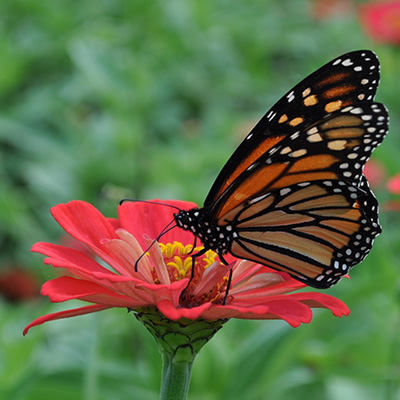 monarch butterfly on zinnia flower