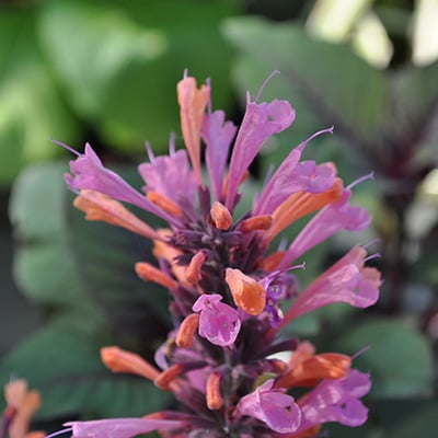 agastache flowers