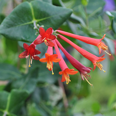 honeysuckle flowers