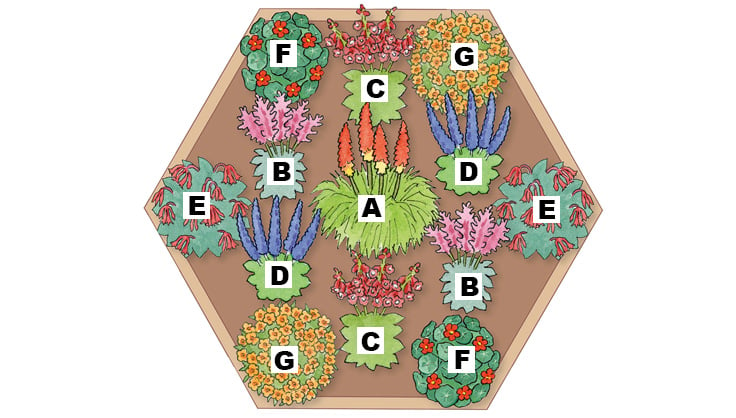 hummingbird garden diagram