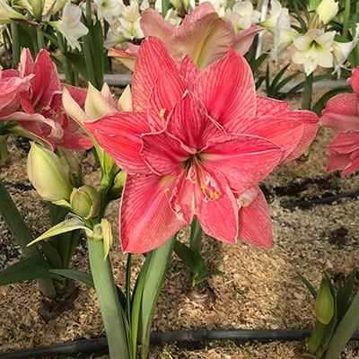 Sweet Nymph amaryllis 