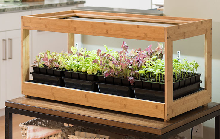 Seedlings in Bamboo Grow Lights