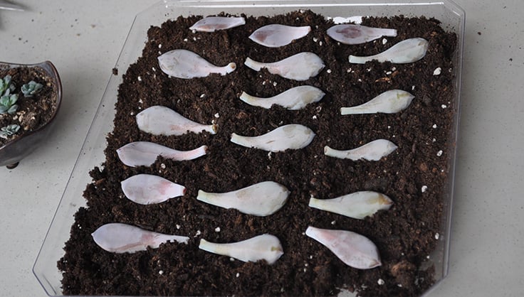 succulent leaves on soil