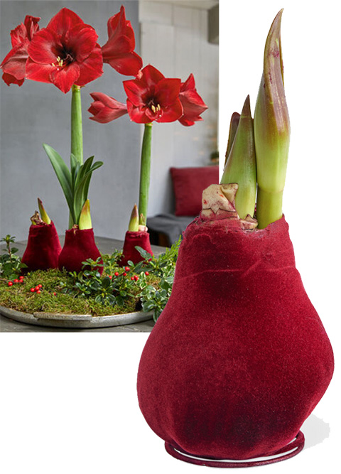 Velvet Waxed Amaryllis