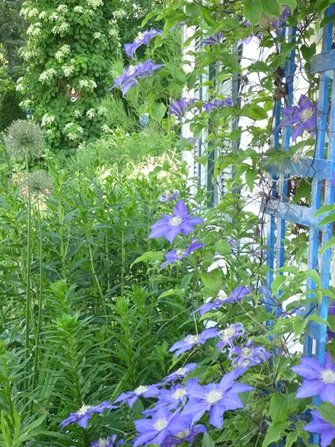 small space garden with clematis