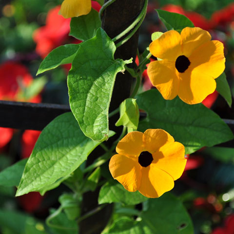 Thunbergia