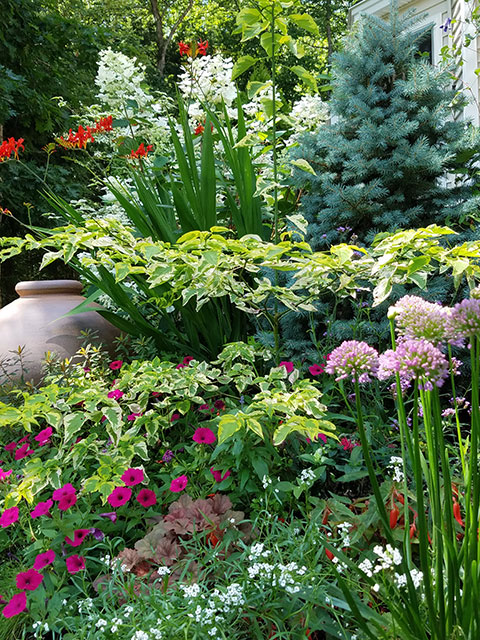 Blue spruce and flowers in a colorful garden