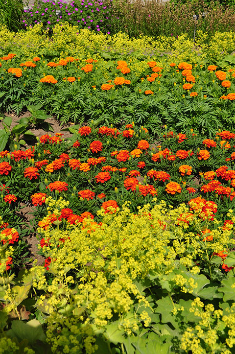 orange and red marigolds