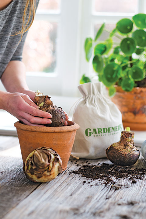 Planting amaryllis bulb