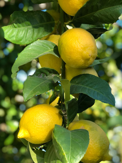 Ripe lemons