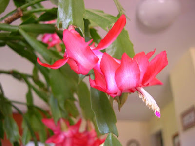 Christmas cactus flower