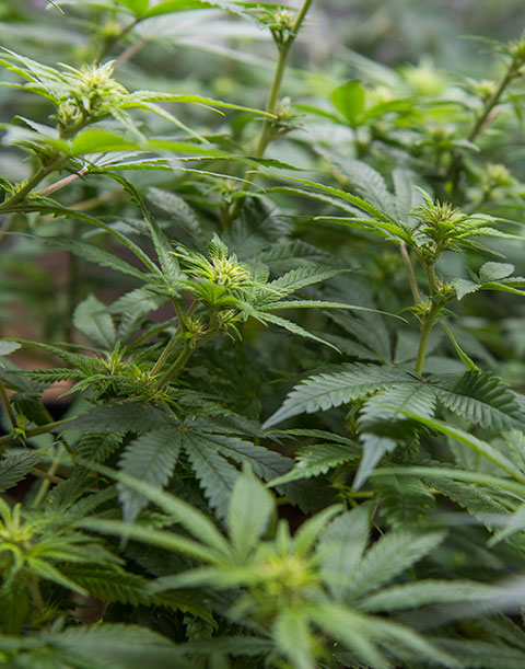 hemp plant with buds