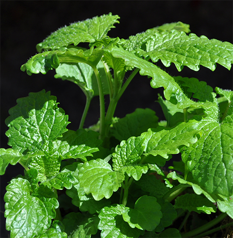 lemon balm