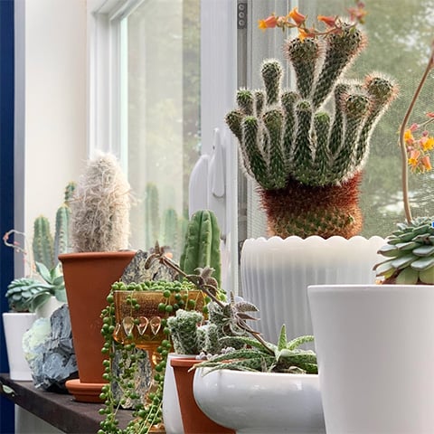 windowsill plants