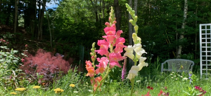 snapdragons