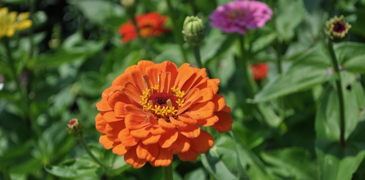 zinnias