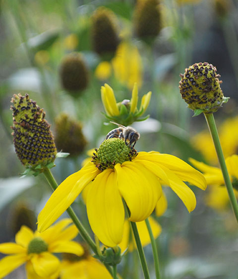 echinacea seeds