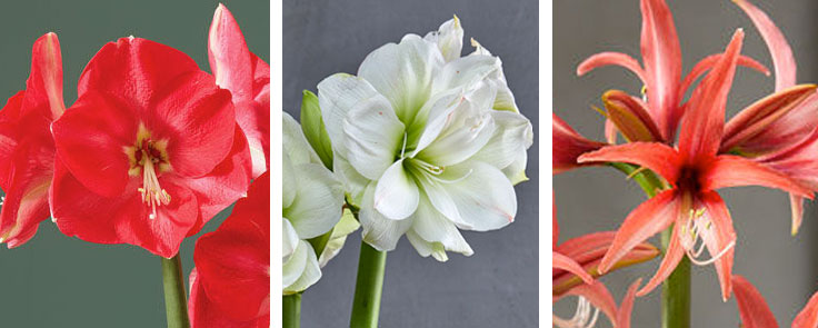 three amaryllis flower shapes