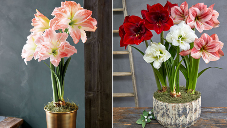 Large-flowered amaryllis