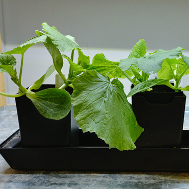 loofah seedlings started under grow lights