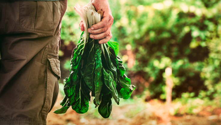  Man holding kale