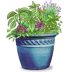 Illustration of Herbs growing in a self-watering windowsill planter