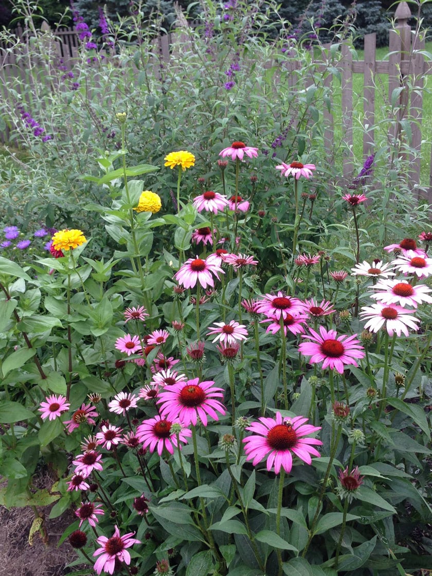 Perennials in Garden