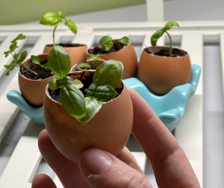 Seedling in eggshell close-up in hand