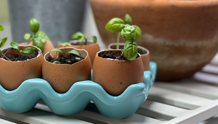 Seedlings growing in eggshels