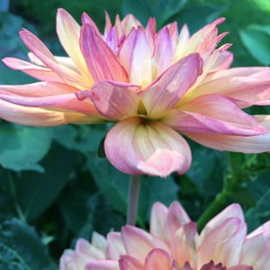  Pink Dahlia Flower up close