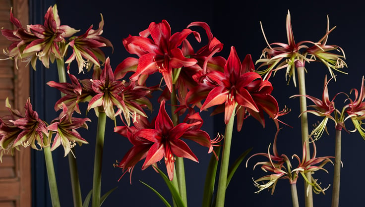 Cybister Varieties of Amaryllis