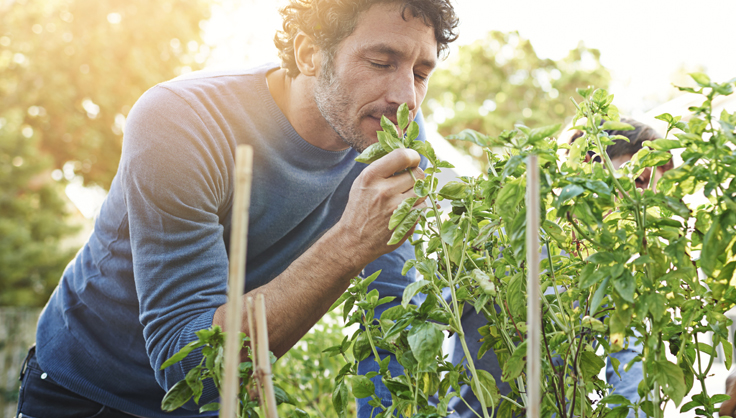 Man smelling basil in garden