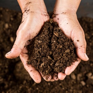  Peat Moss in hands