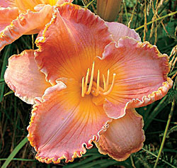 daylily