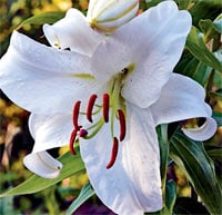 Casablanca lilies