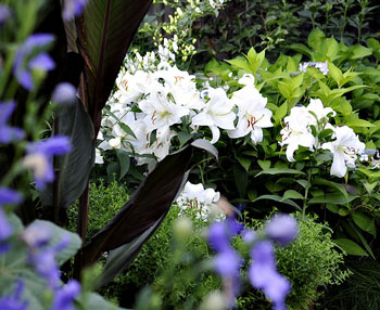 Casablanca Lilies